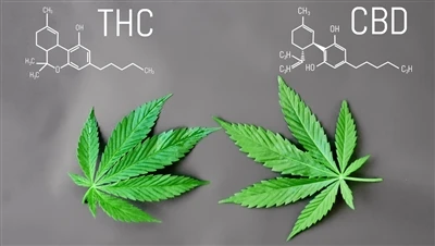 Jaka jest różnica pomiędzy THC a CBD