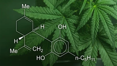 CBD, marihuana i konopie: Jaka jest różnica między tymi produktami z konopi i...