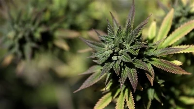 Co to jest układ endokannabinoidowy? (ECS)