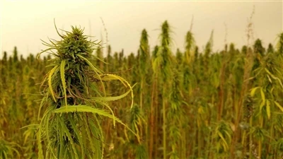 Najświeższe wiadomości o CBD: Kanadyjskie firmy produkujące konopie indyjskie...
