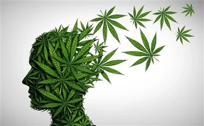 Jak stosować olej CBD dla optymalnych korzyści: pełny przewodnik?